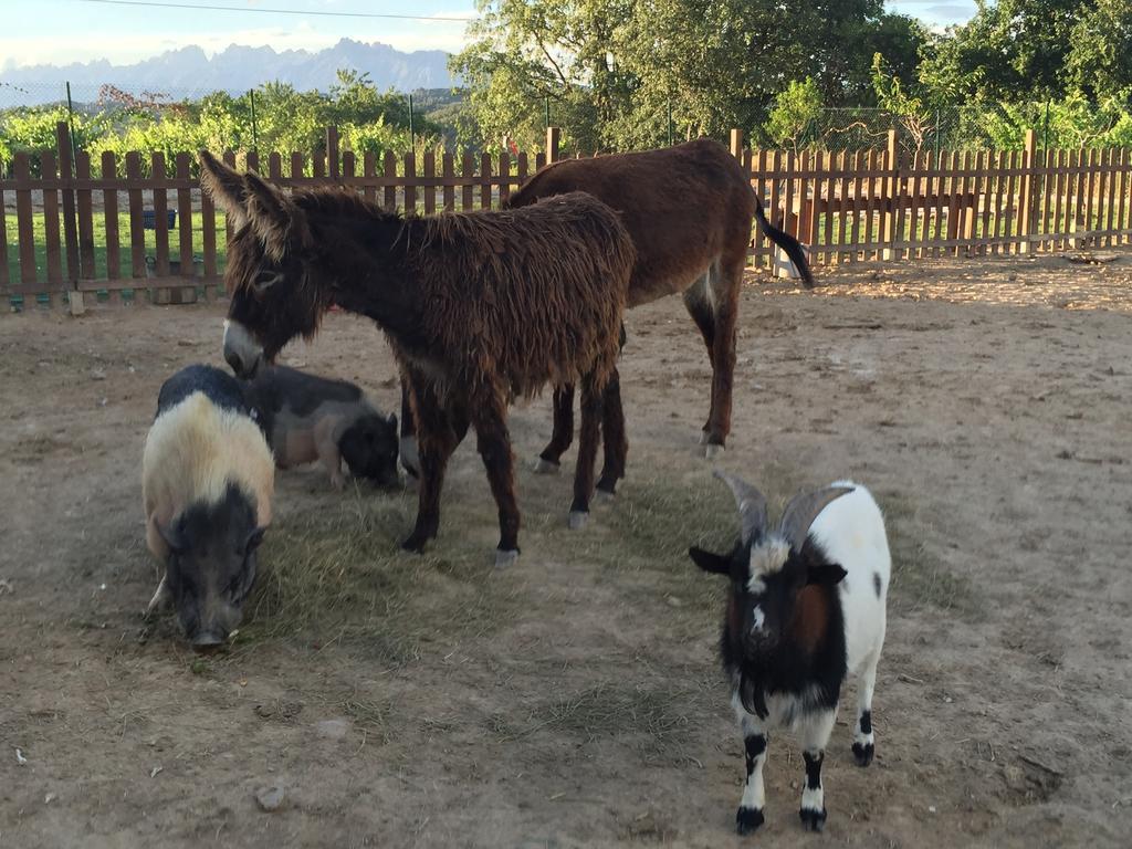Masia Can Canyes & Spa San Lorenzo de Hortons ภายนอก รูปภาพ